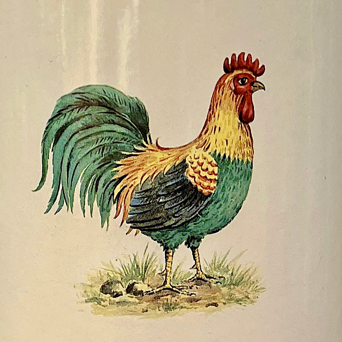 Ancien Bidon à Lait en Tôle Émaillée Crème avec Coq et Poignée en Bois – Années 60-70