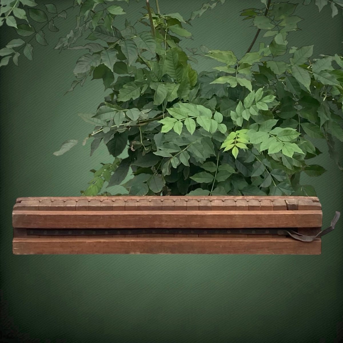 Ancien Moule à Cigares en Bois S.A. Ficus Bruxelles – Début 1900