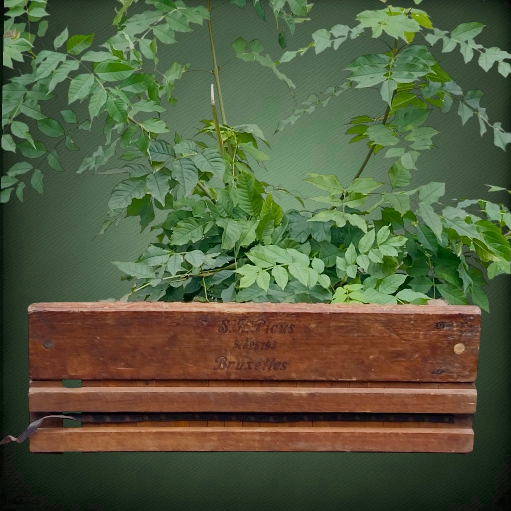 Ancien Moule à Cigares en Bois S.A. Ficus Bruxelles – Début 1900