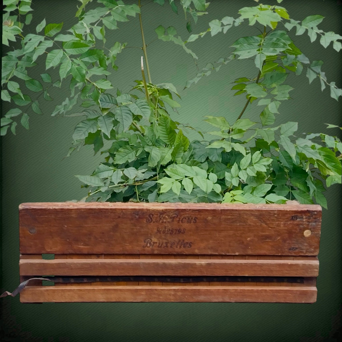 Ancien Moule à Cigares en Bois S.A. Ficus Bruxelles – Début 1900